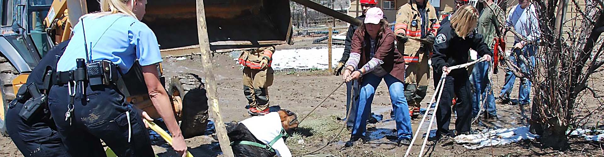 Animal Control Horse Rescue