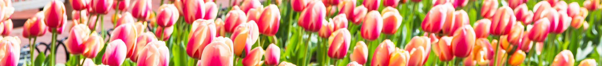 Banner for Continuing Disclosure page: A field of tulips.