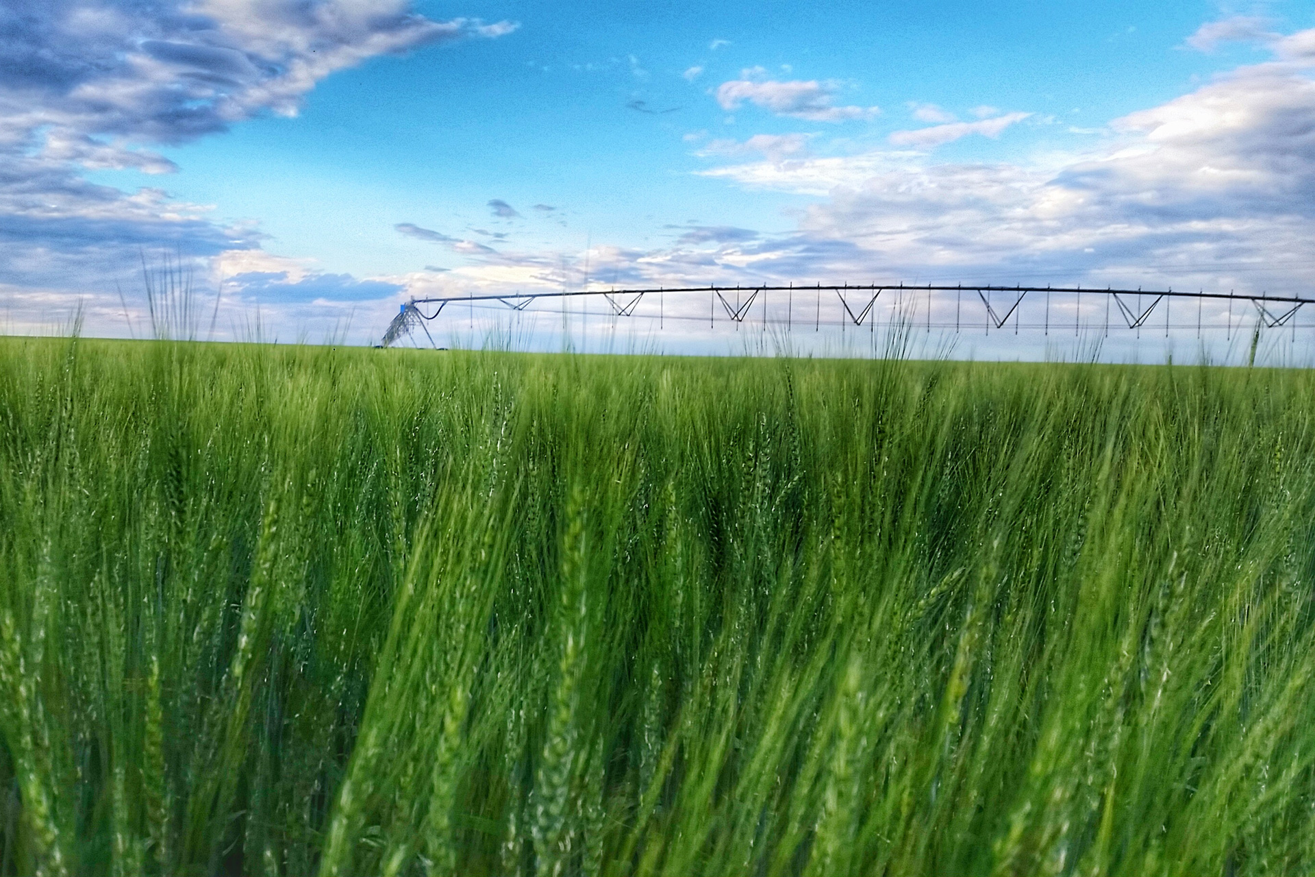 Field of green grains with a center pivot sprinkler in the background