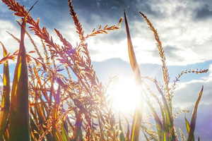 Crops