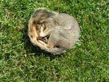 dead squirrel in the grass