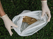 person wearing gloves holding a bag containing a dead squirrel