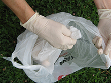 person wearing gloves double bags a dead squirrel