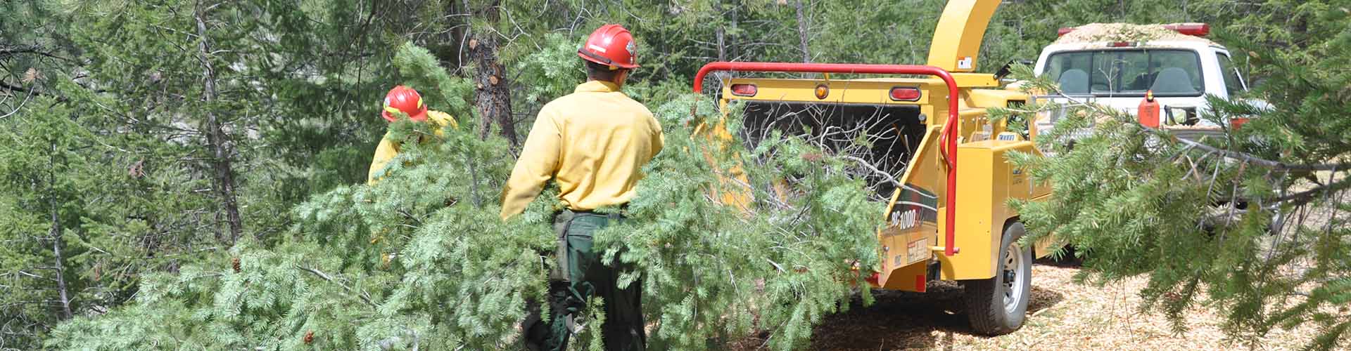 Two foresters placing cut trees into a mobile grinder