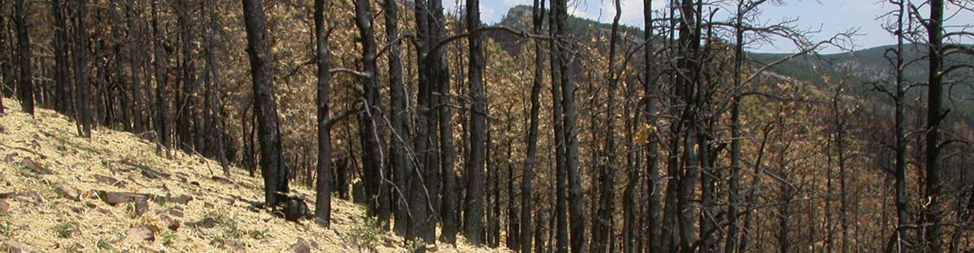 Stand of burned trees on steep slope