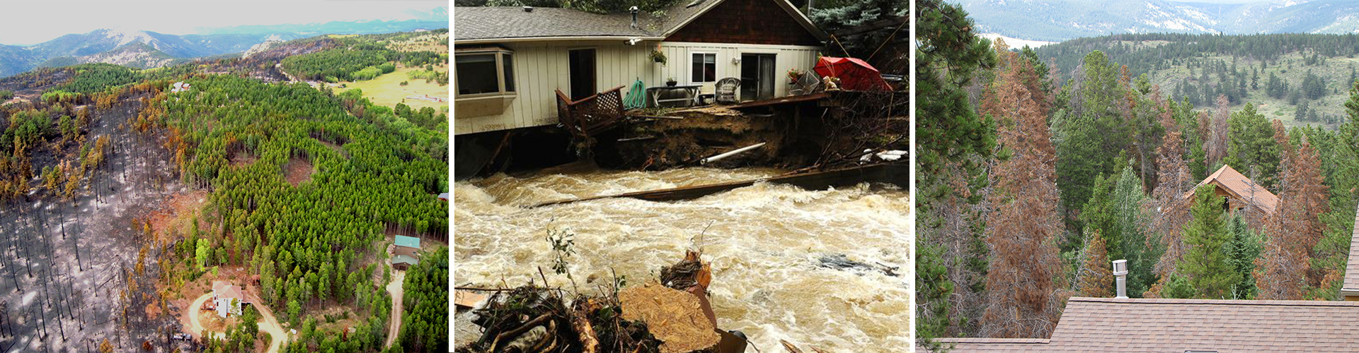 Images of extreme climate impacts in Boulder County. Fire, flood, invasive species
