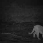 Trail Cam: Cougar at Hall Ranch II