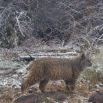 Trail Cam: Bobcat at Heil Valley Ranch