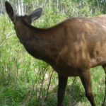 Trail Cam: Cow Elk at Caribou Ranch
