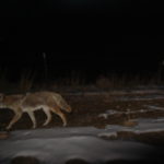 Trail Cam: Coyote at Rabbit Mountain