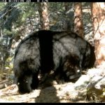 Trail Cam: Black Bear at Heil Valley Ranch