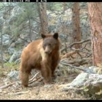 Trail Cam: Cinnamon Black Bear at Heil Valley Ranch