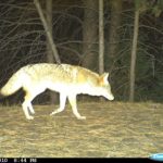 Trail Cam: Coyote