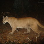 Trail Cam: Cougar at Betasso Preserve