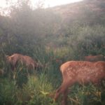 Trail Cam: Elk Calf and Bull at Rabbit Mountain