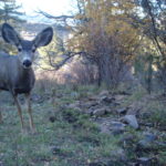 Trail Cam: Mule Deer at Heil Valley Ranch