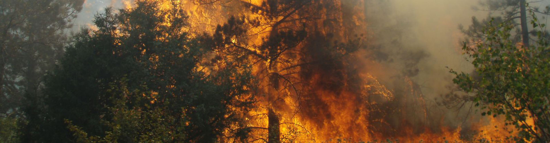 Wildfire burning through a stand of trees