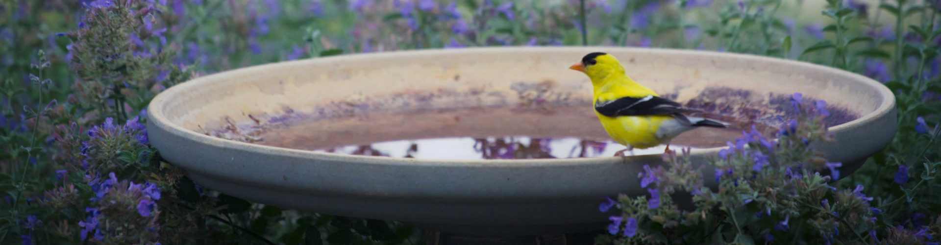 goldfinch on a bird bath