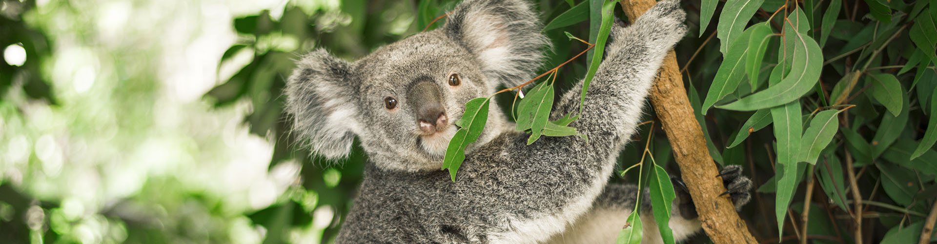 koala in a eucalyptus tree
