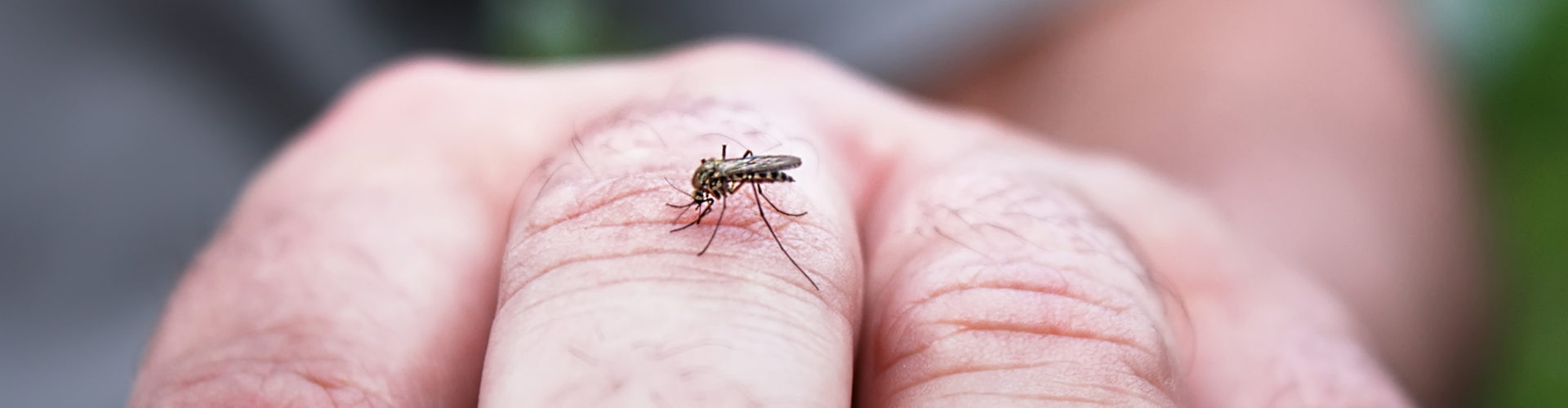 mosquito on a man's hand