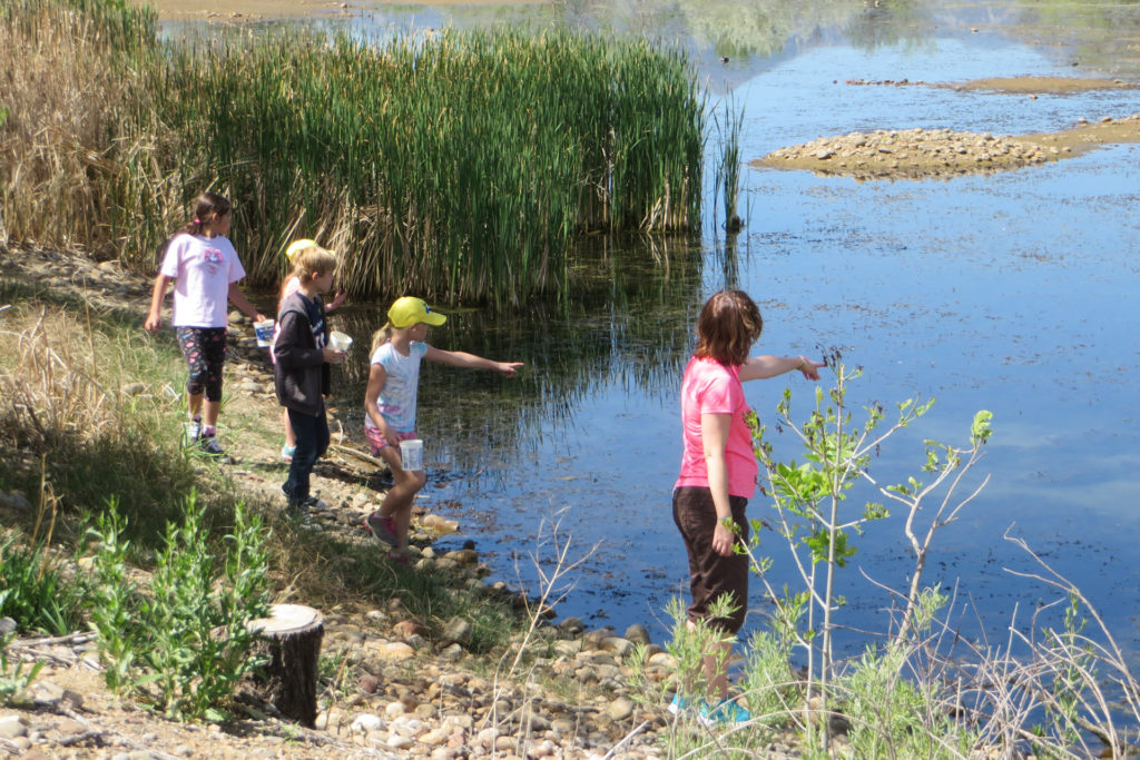 A group of kids looking into a pond