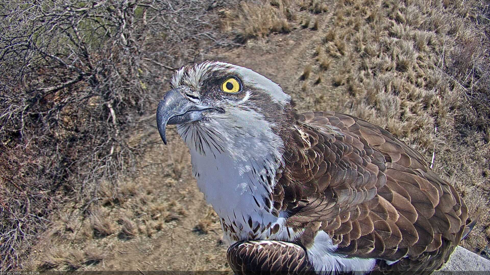 Cornell red tail hawk live cam