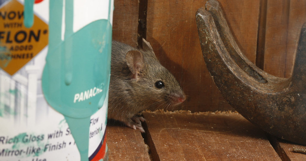 Hantavirus Boulder County