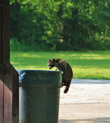Raccoon climbing into a garbage can to raid it for food.