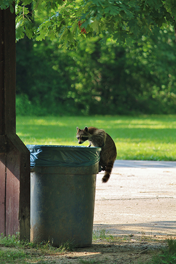 Raccoon climbing into a garbage can to raid it for food.