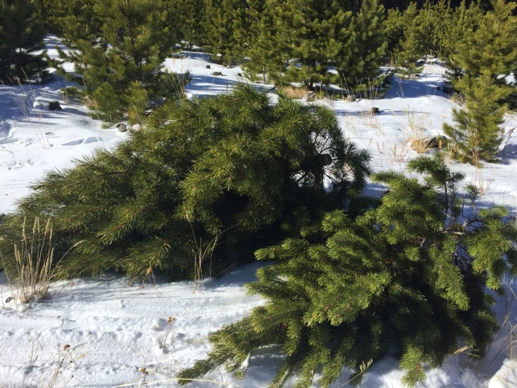 Christmas Tree Permits Boulder County
