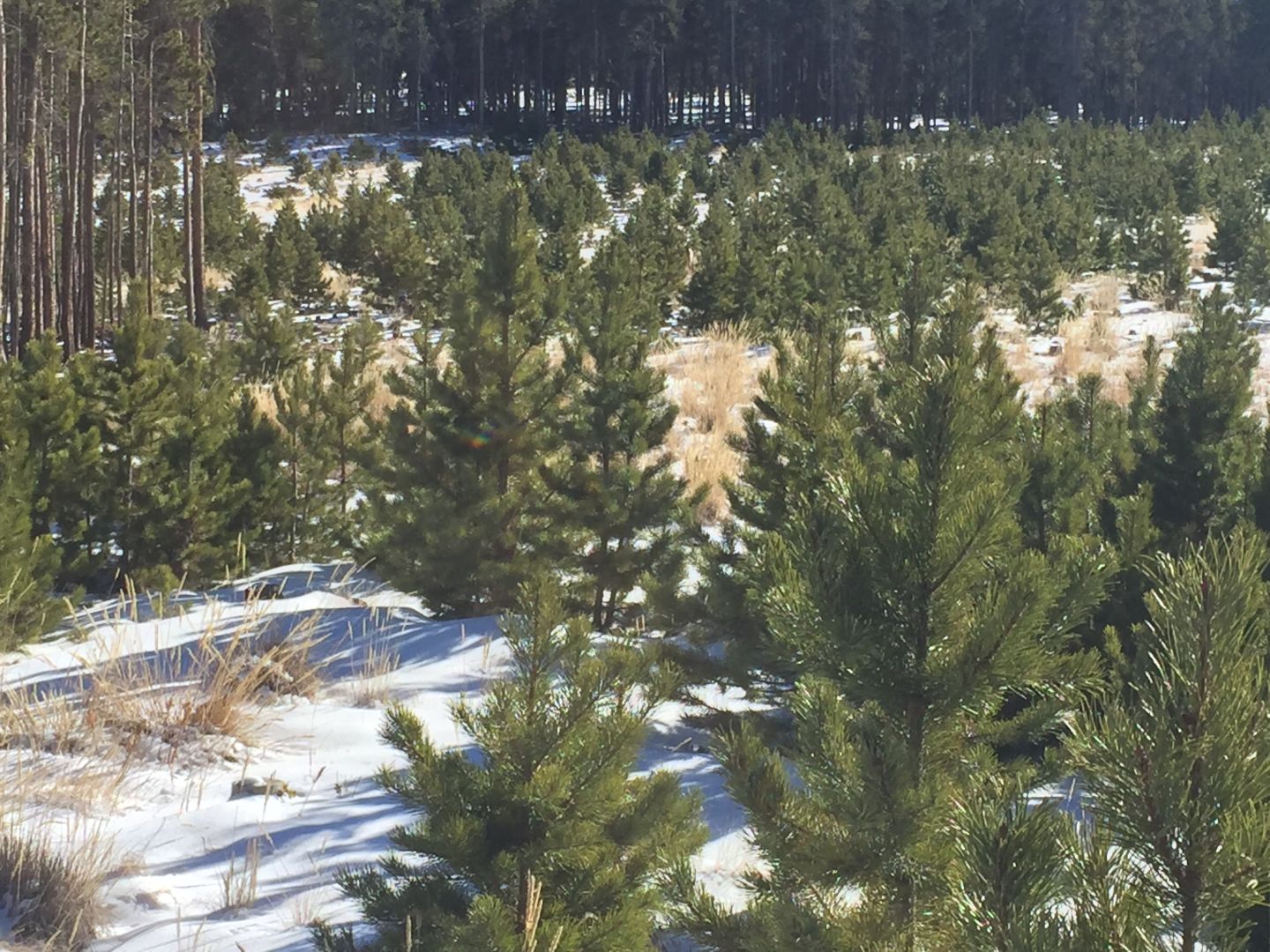 Lodgepole pine Christmas trees