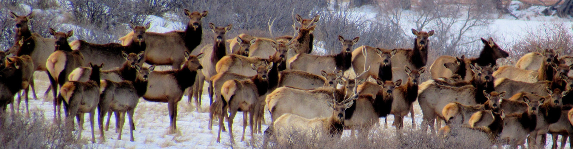 Elk at Ron Stewart Preserve