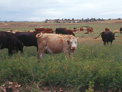 Cows at Carolyn Holmberg Preserve at Rock Creek Farm