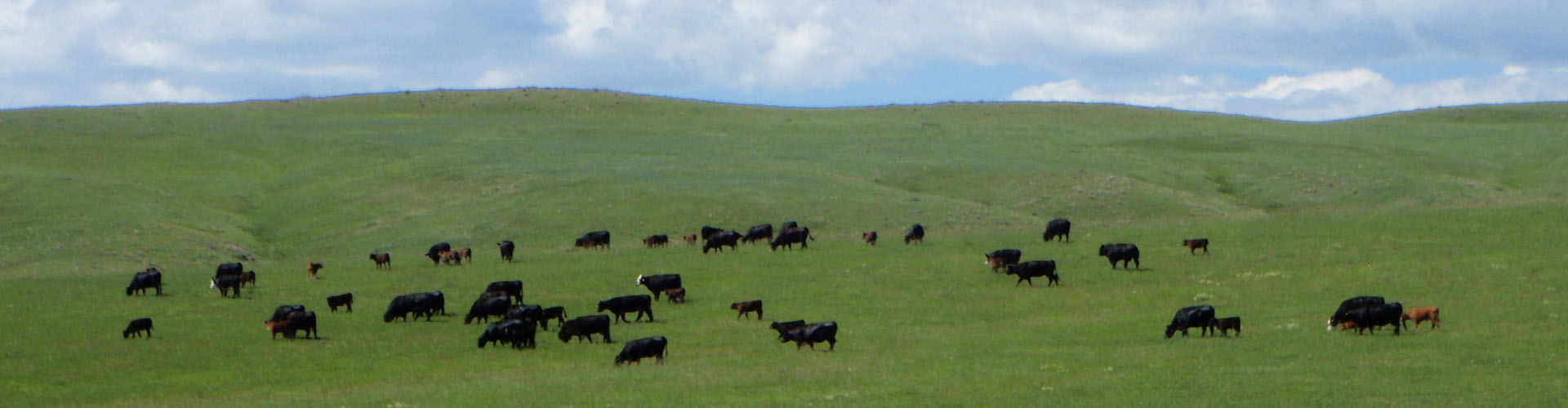 Cattle grazing at Verhey Open Space