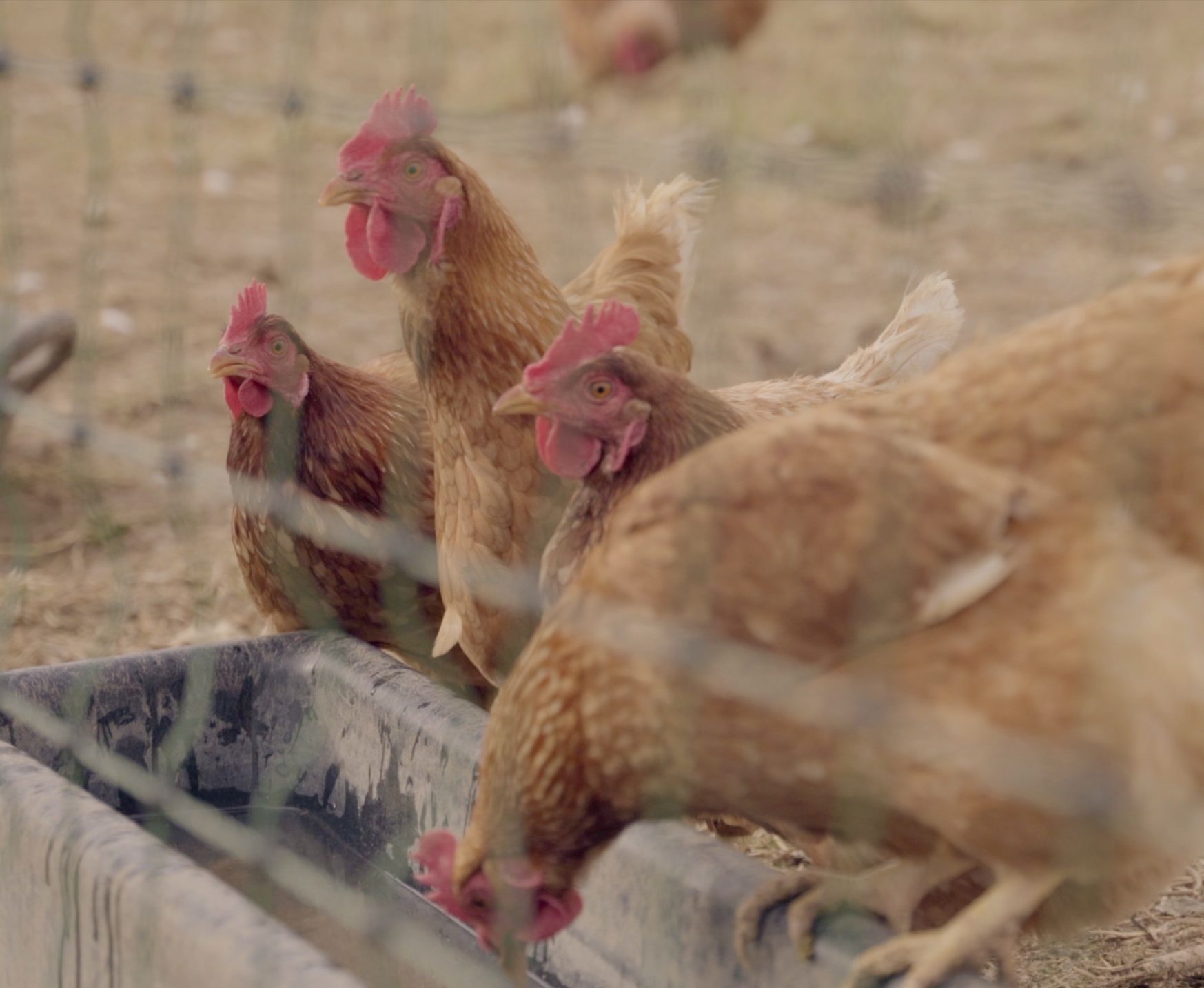 local-chickens-restore-colorado