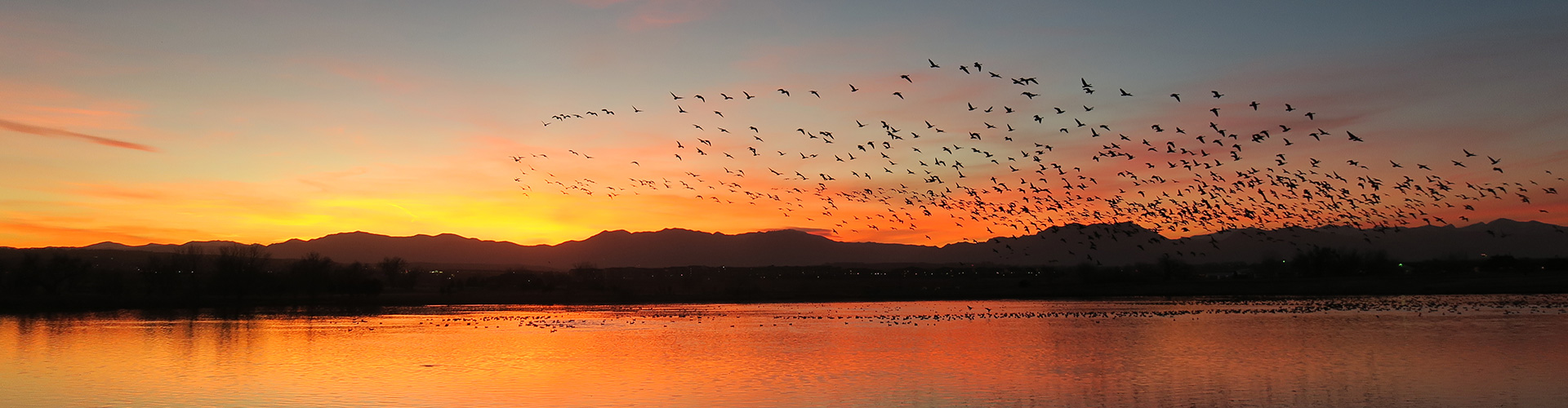 Birds flying over a lake at sunset