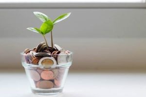 Plastic cup with coins and a plant inside