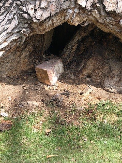 Rotted insides of a cottonwood tree on Niwot Road that is slated for removal
