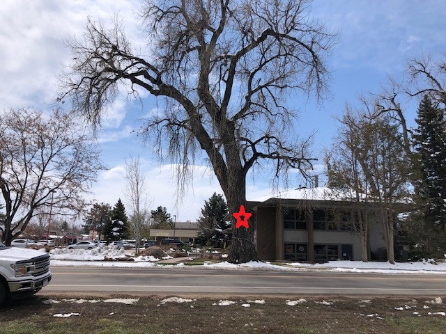 Cottonwood Tree on Niwot Road slated for removal