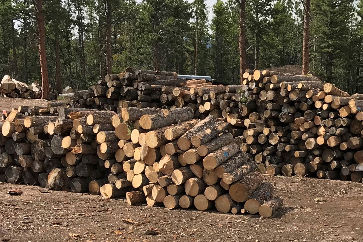 Several stacks of logs