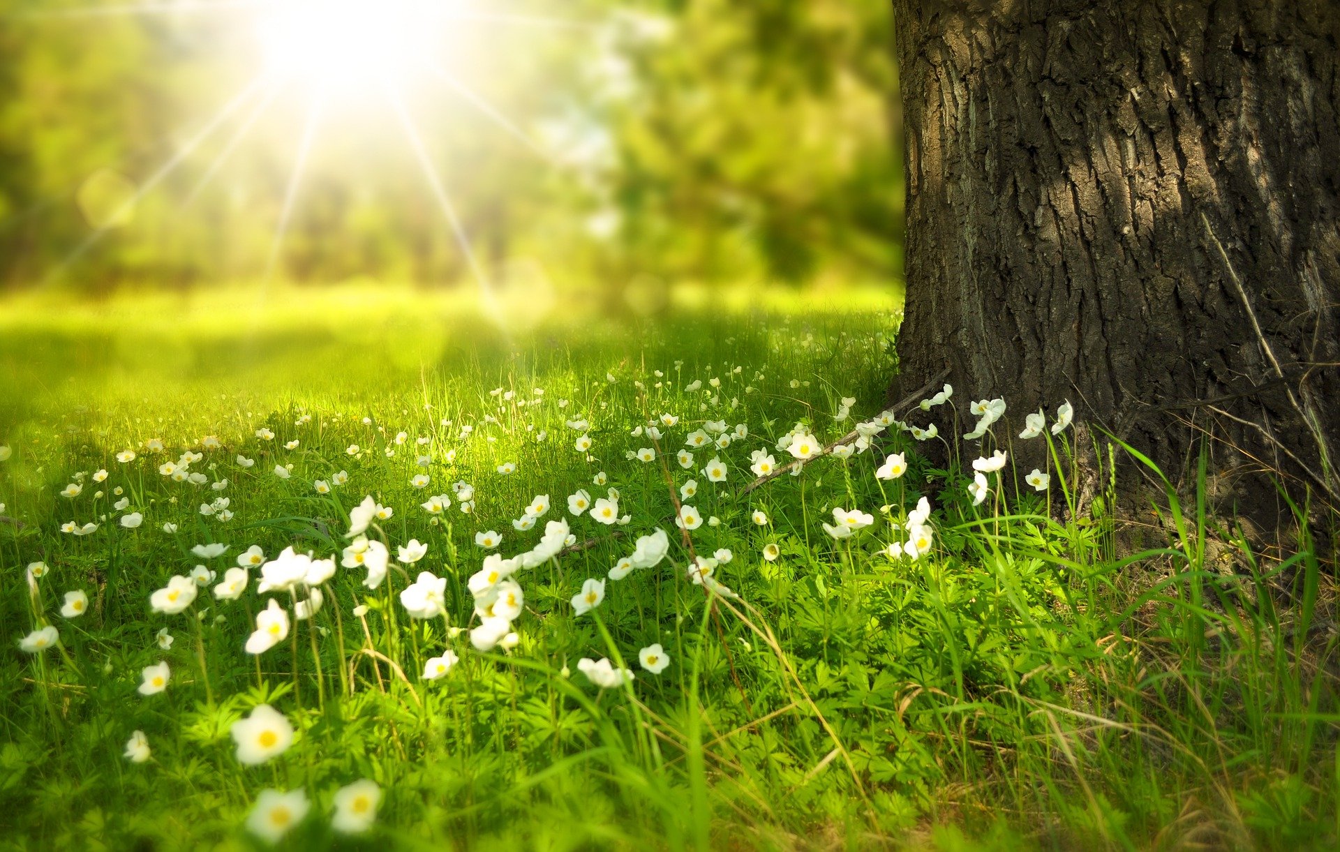 flowers in a meadow