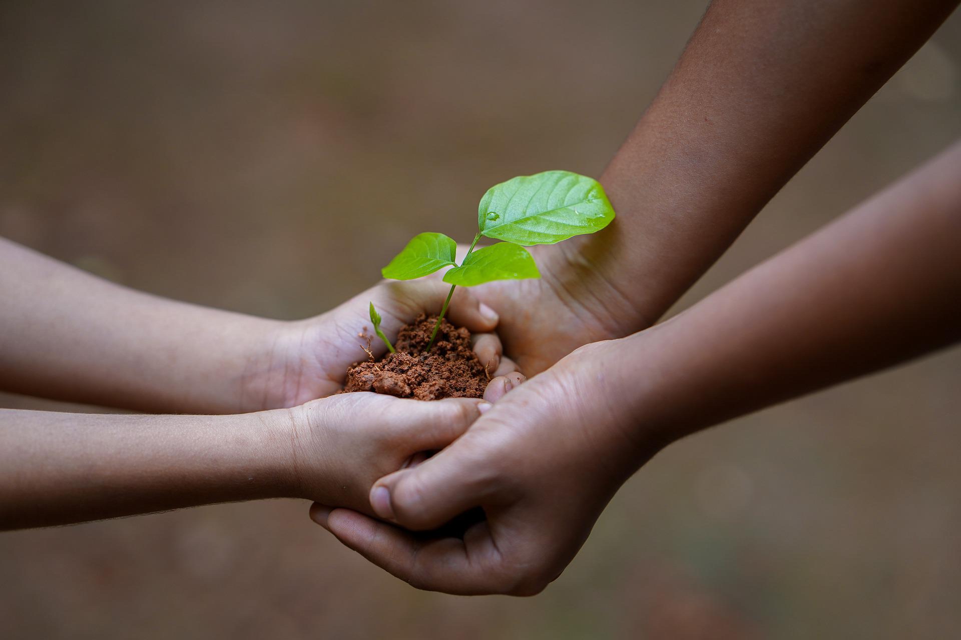 hands holding treeling