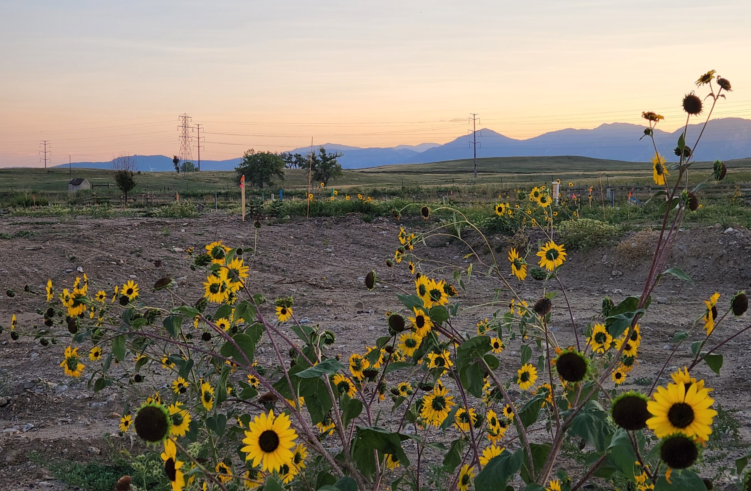 empty lot where house once stood with sunflowers in the foreground