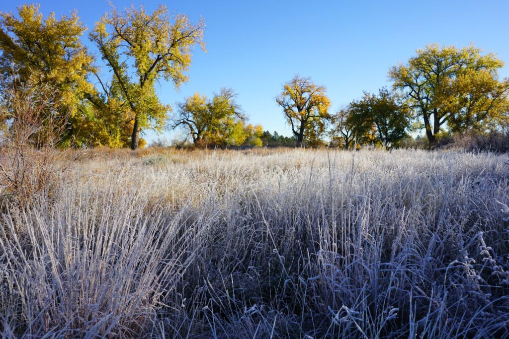 East Boulder Creek frost on grass