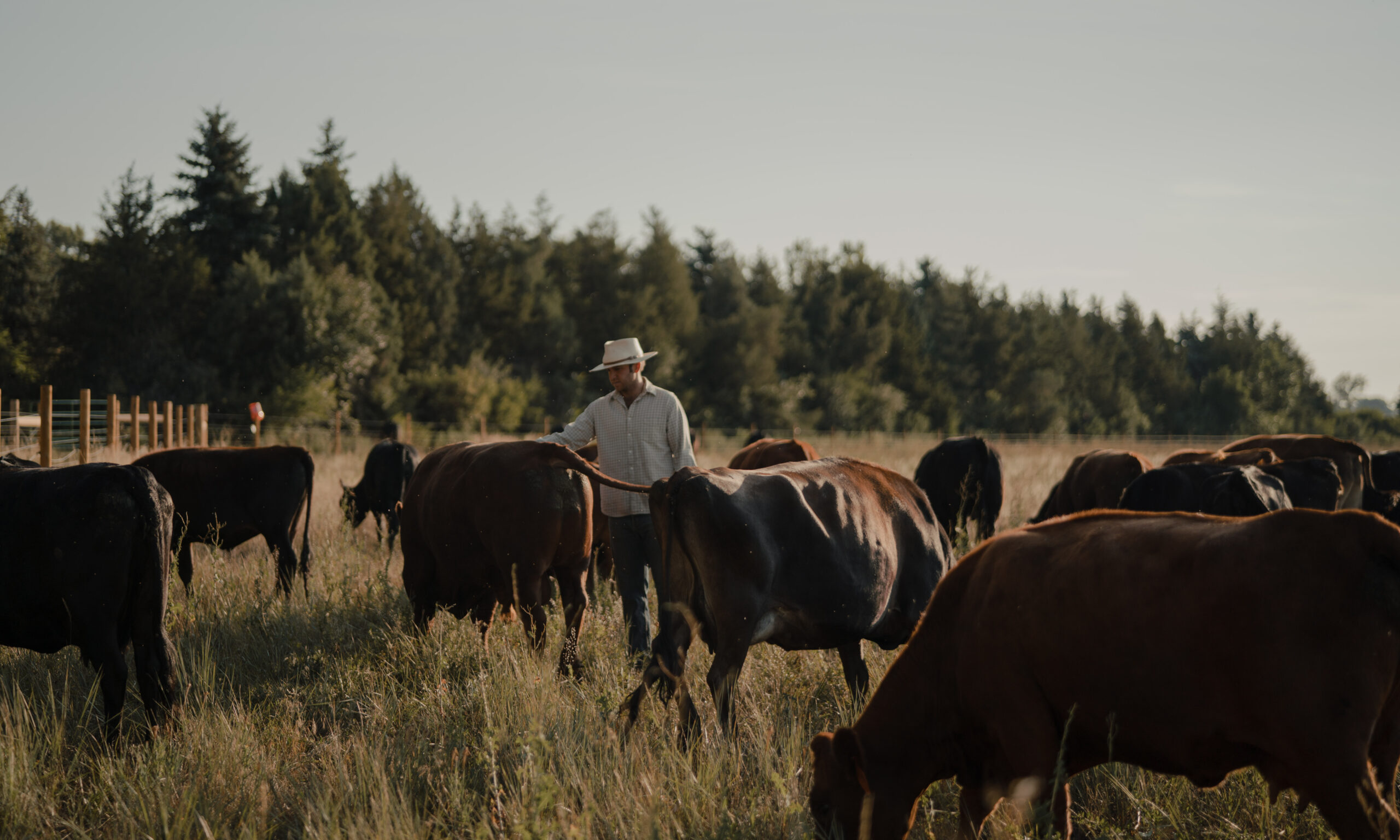 A rancher in a field with a herd of cattle