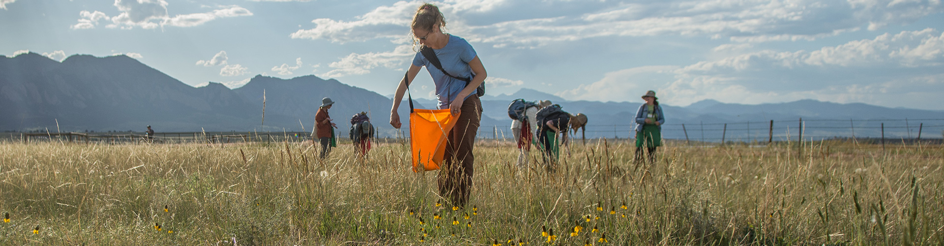 VOC: Native Seed Collection @ Boulder County