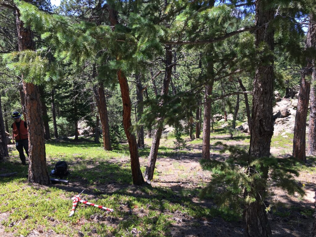 Heavily forested area at Riverside Ranch Open Space