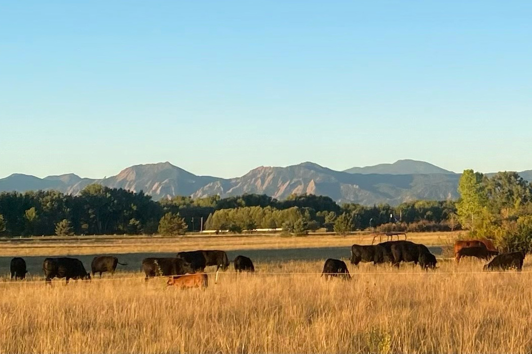 Cows grazing in a pasture with mountains in the distance.