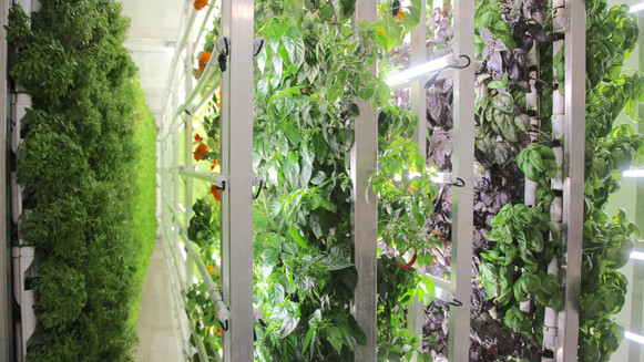 Rows of vertically grown crops are lit by LED grow lights