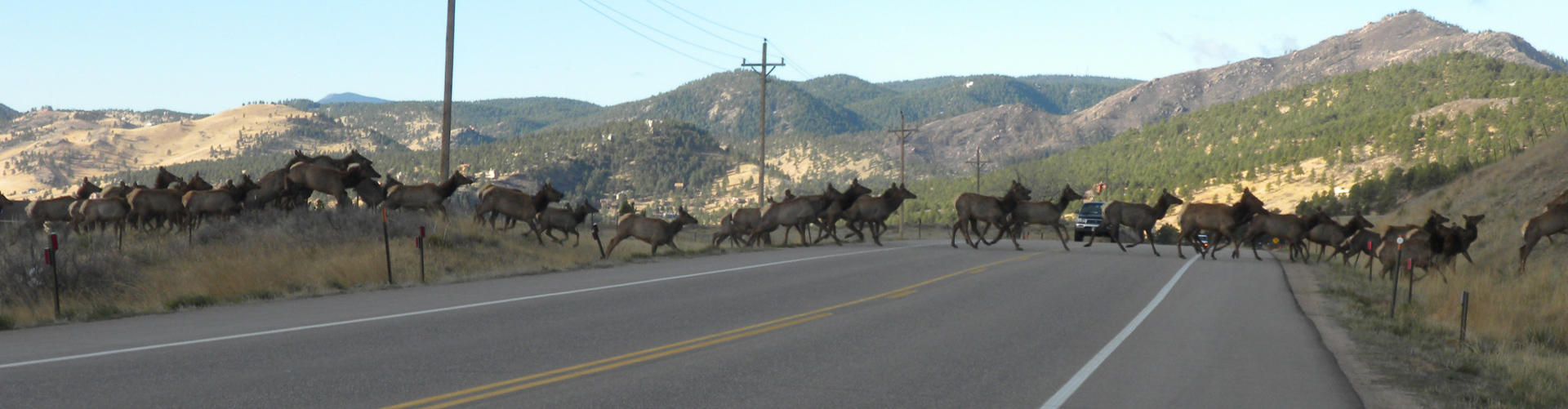 A large group of elk cross US 36 with cars stopped on the highway
